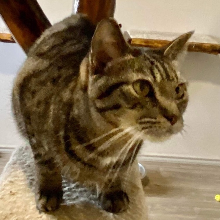 Mademoiselle, a Adoptable mixed breed in Lubbock, TX image 5/12