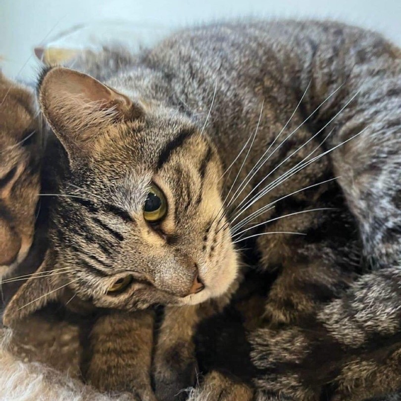 Mademoiselle, a Adoptable mixed breed in Lubbock, TX image 6/12