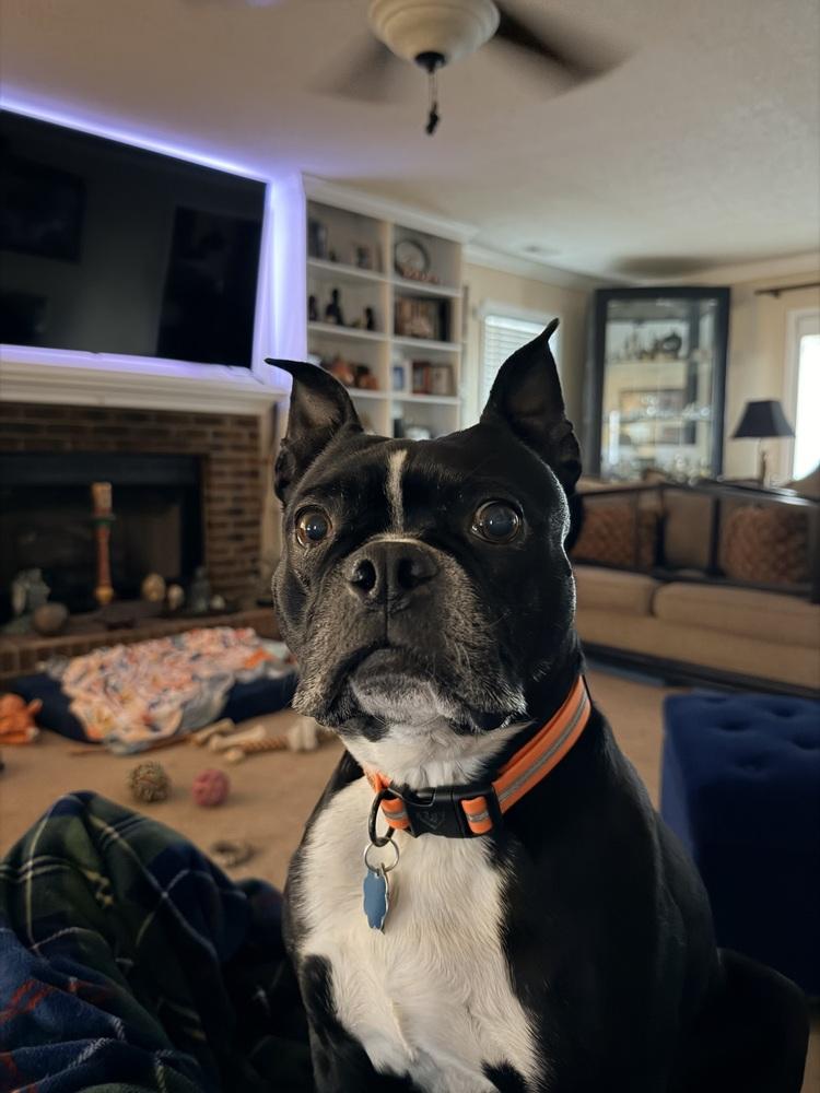 Calvin Rufus-4187Jacksonville,NC, Adoptable, Adult Male Boston Terrier.