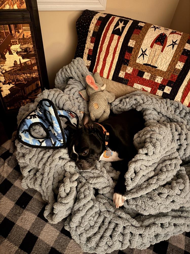Enlarge Calvin Rufus-4187Jacksonville,NC, a Adoptable Boston Terrier in Maryville, TN image 2/6