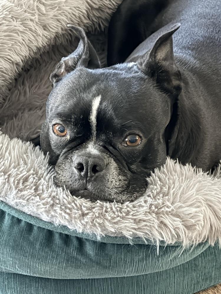 Enlarge Calvin Rufus-4187Jacksonville,NC, a Adoptable Boston Terrier in Maryville, TN image 3/6