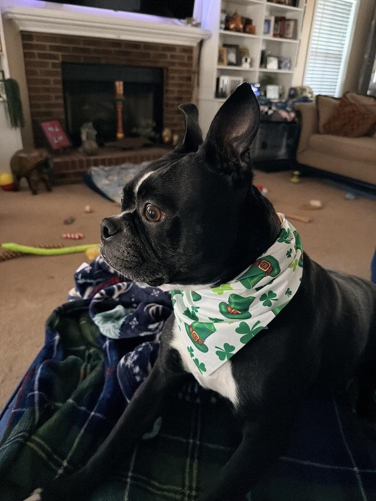 Enlarge Calvin Rufus-4187Jacksonville,NC, a Adoptable Boston Terrier in Maryville, TN image 4/6