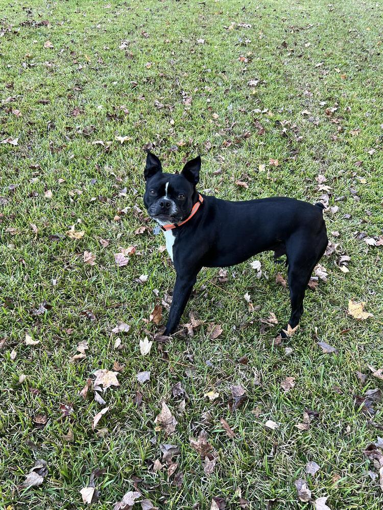 Calvin Rufus-4187Jacksonville,NC, Adoptable, Adult Male Boston Terrier.