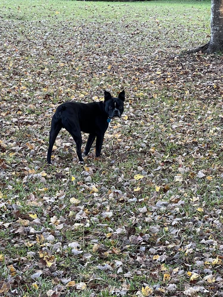 Enlarge Calvin Rufus-4187Jacksonville,NC, a Adoptable Boston Terrier in Maryville, TN image 2/4