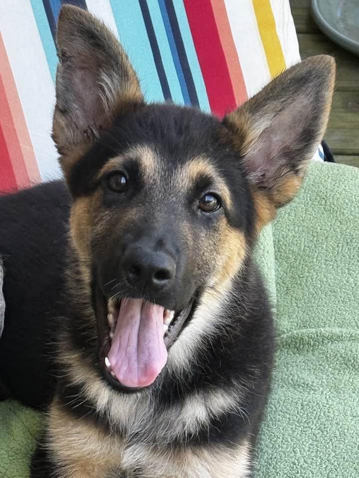 Zeus, Adoptable, Puppy Male German Shepherd Dog.