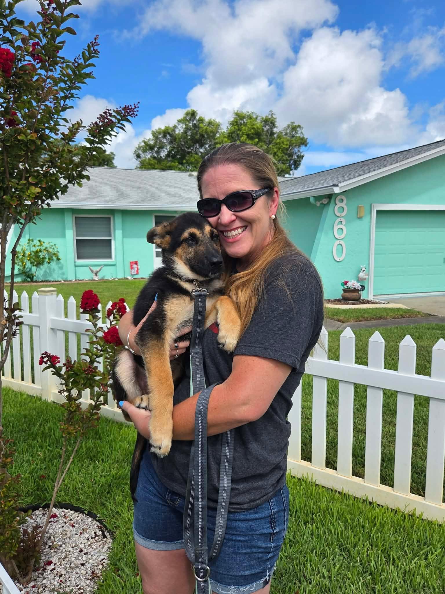 Enlarge Zeus, a Adoptable German Shepherd Dog in Palm Harbor, FL image 2/2