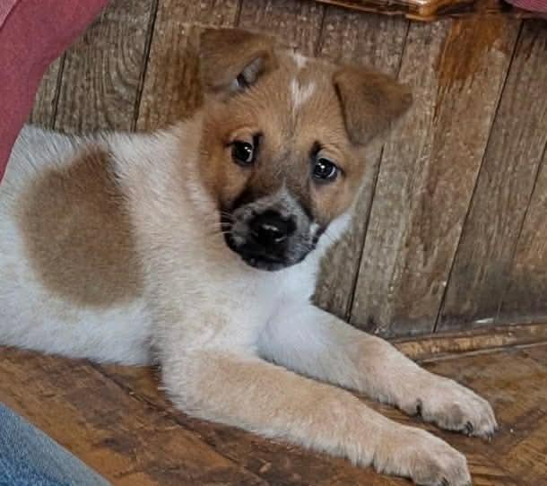 Enlarge Marshmallow, a ADOPTABLE mixed breed in Jackson , NJ image 2/3