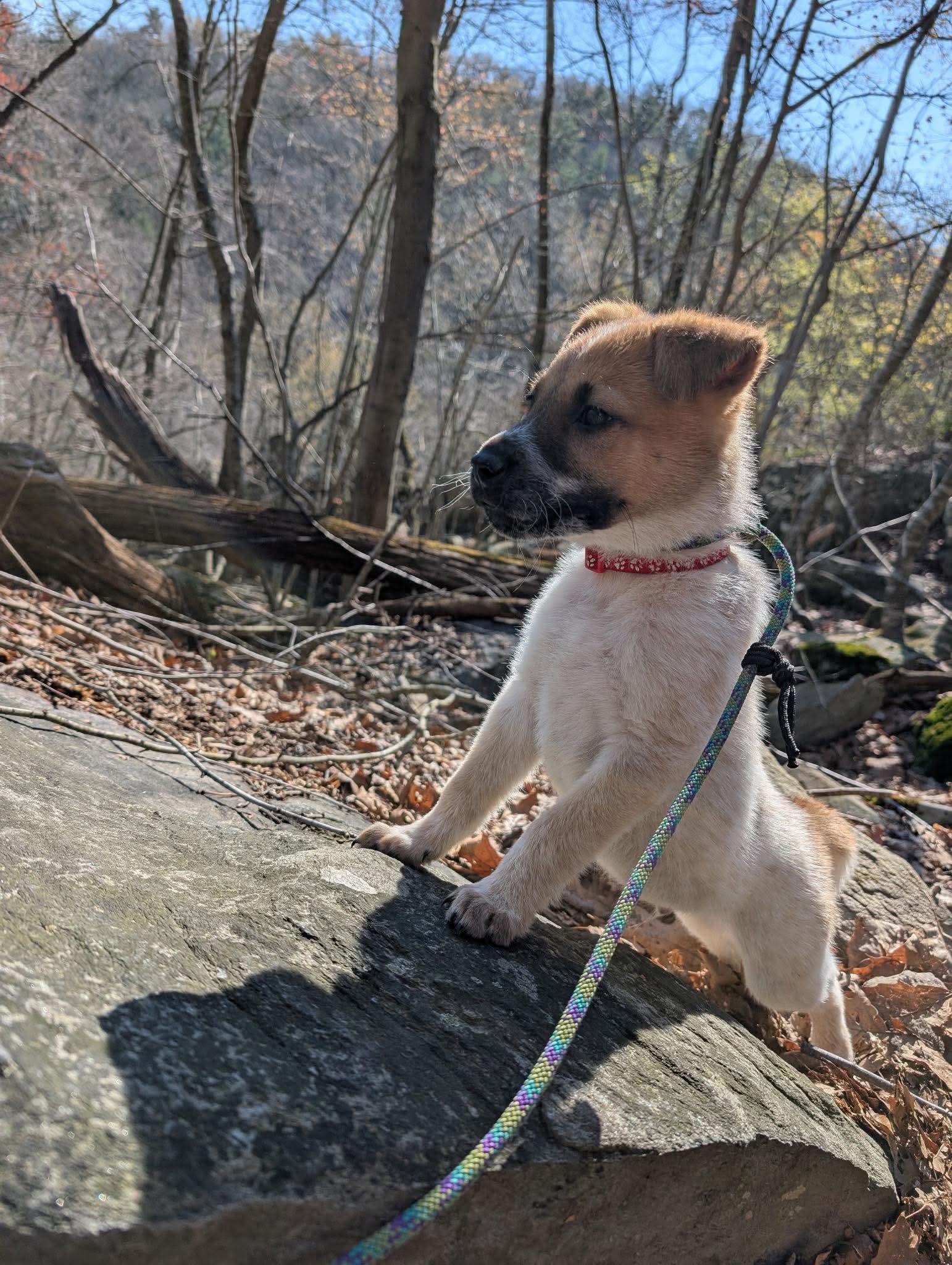 Enlarge Marshmallow, a ADOPTABLE mixed breed in Jackson , NJ image 3/3