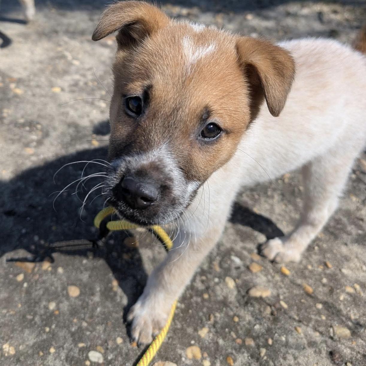 Marshmallow, ADOPTABLE, Puppy Male Cattle Dog.