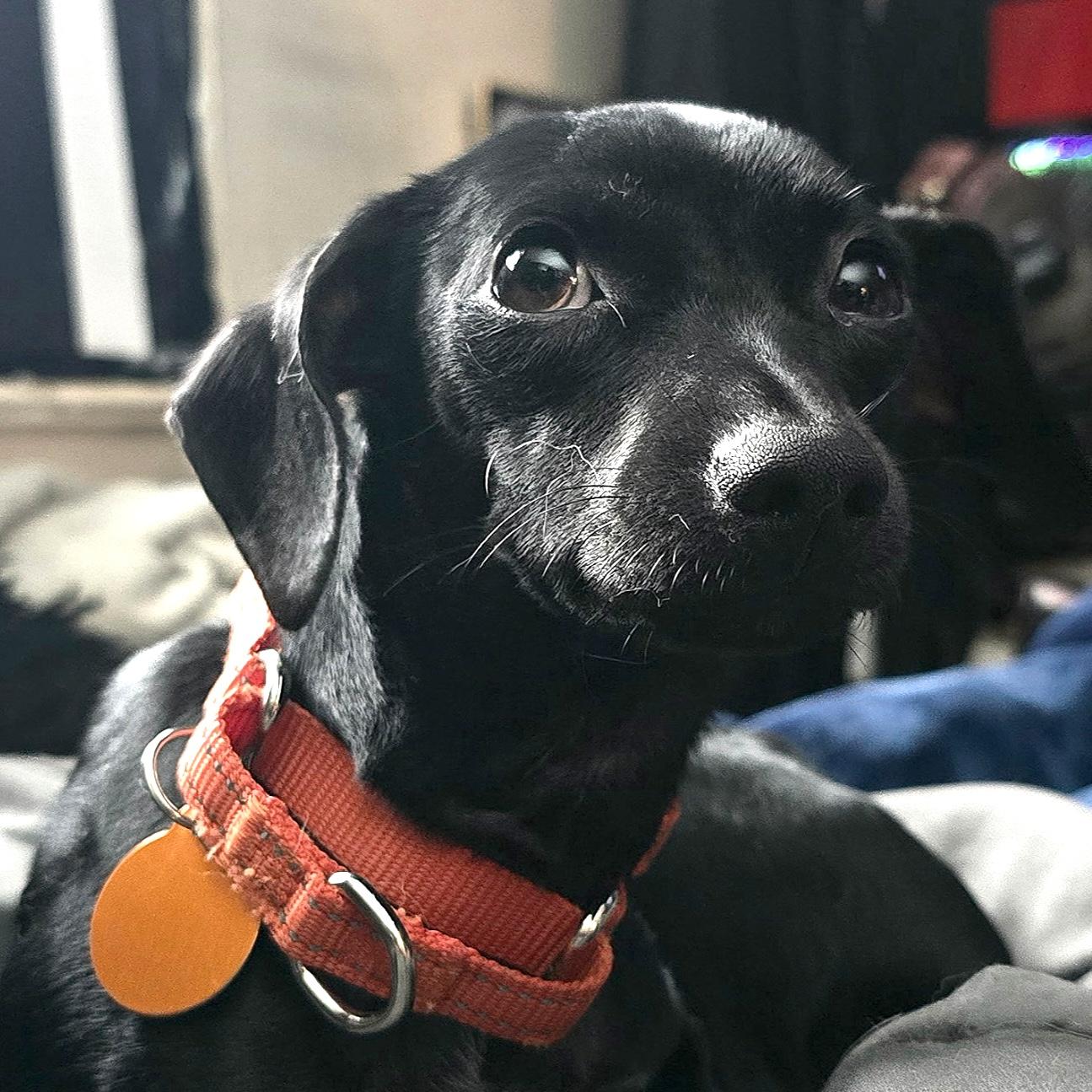 Tellie