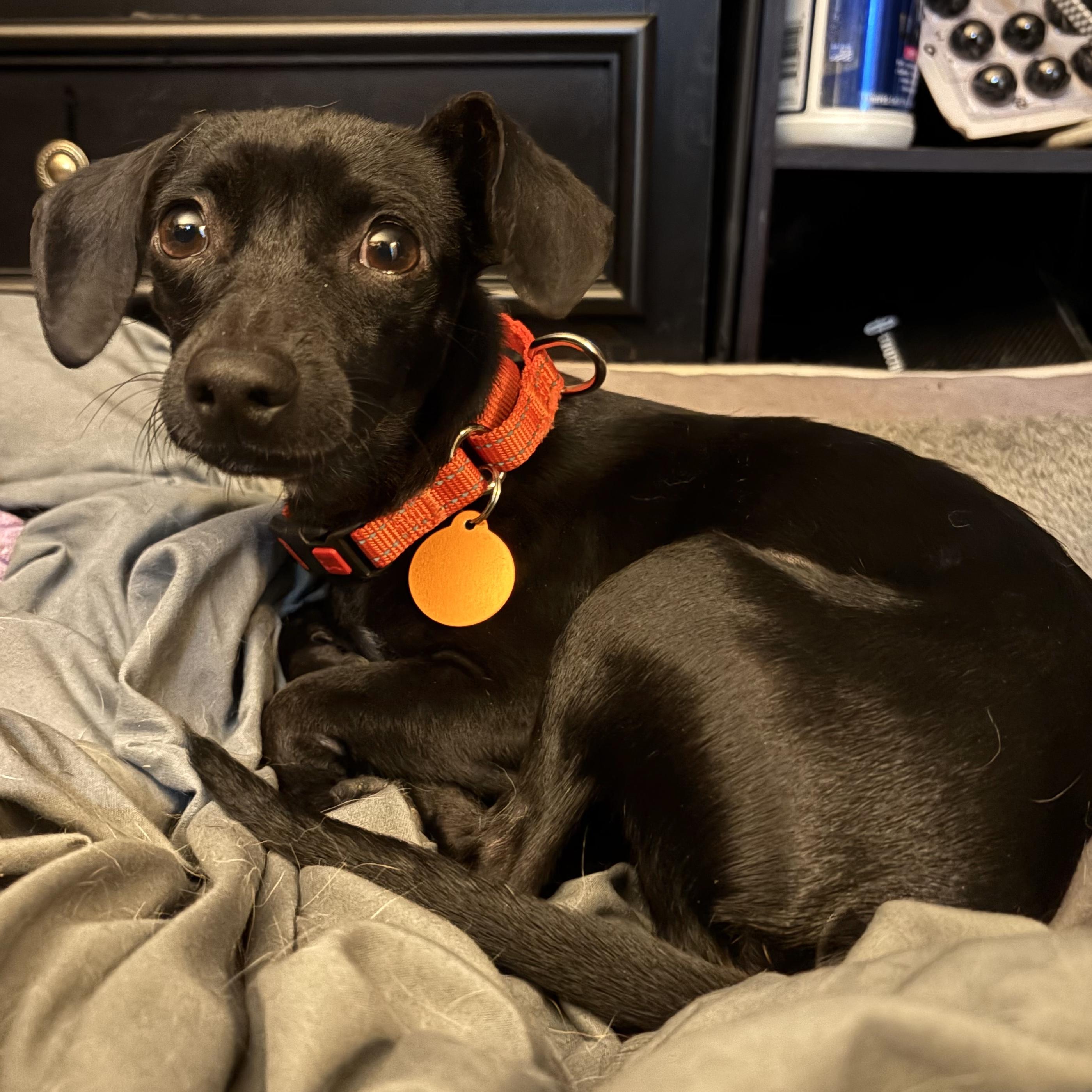 Tellie