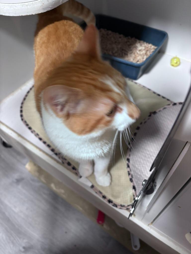 Enlarge Oscar, a Adoptable mixed breed in Thompson Falls, MT image 1/2