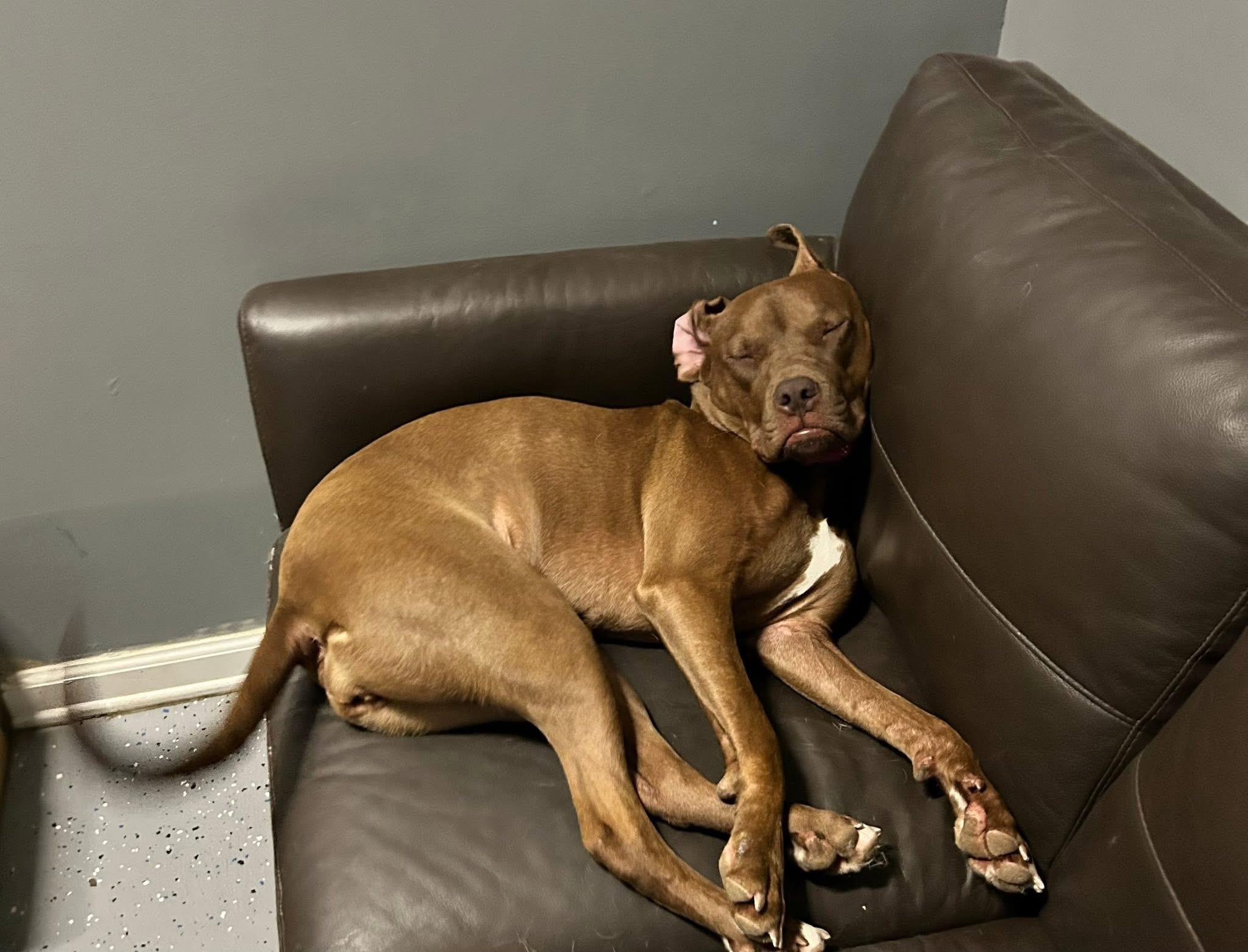 Enlarge Coco, a Adopted mixed breed in Essex, MD image 3/6