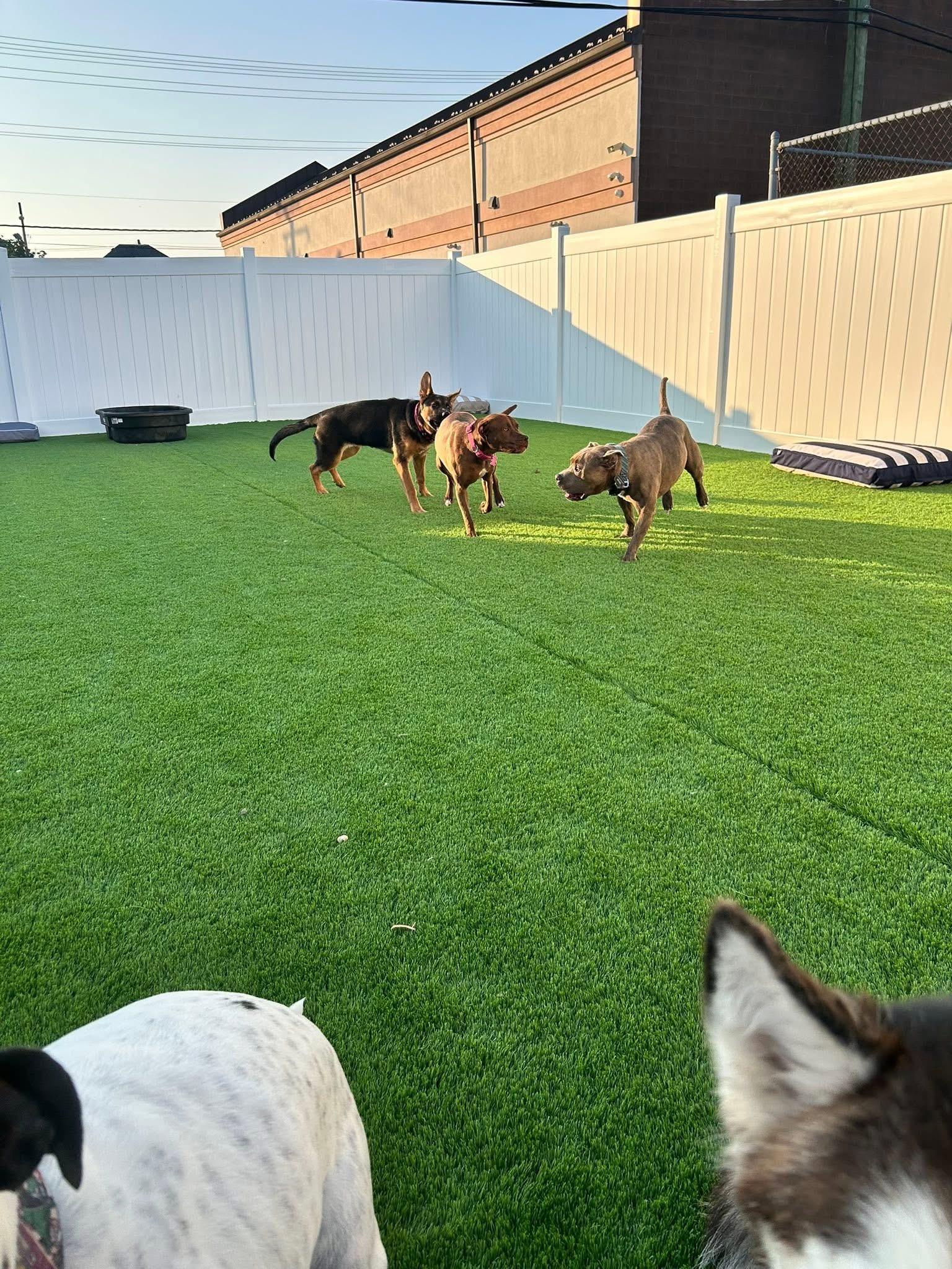 Enlarge Coco, a Adopted mixed breed in Essex, MD image 4/6