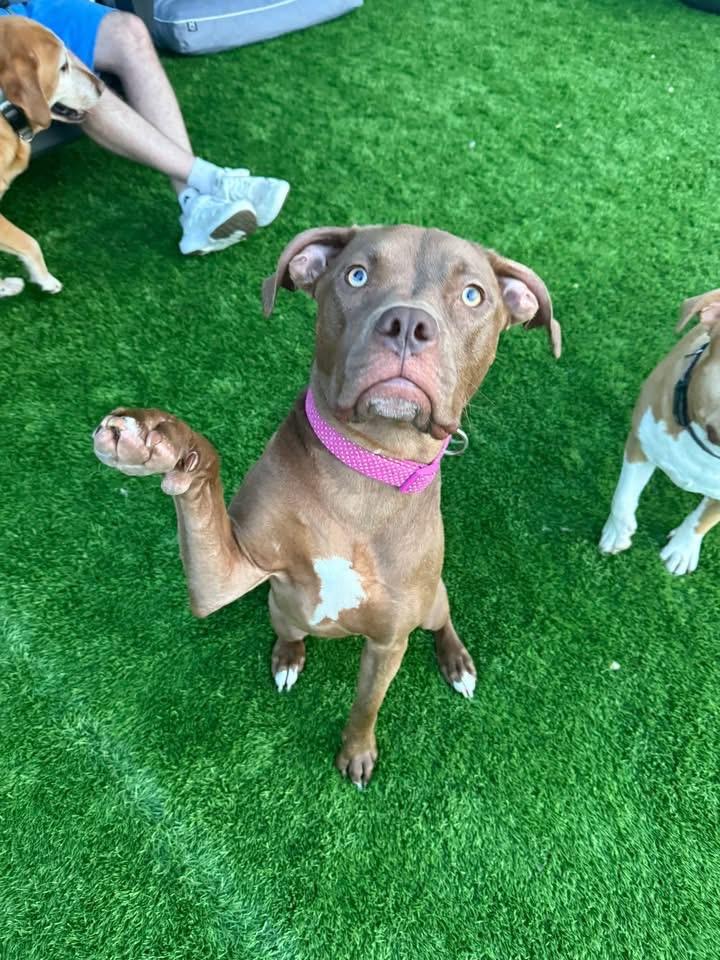 Coco, Adopted, Young Female Pit Bull Terrier.