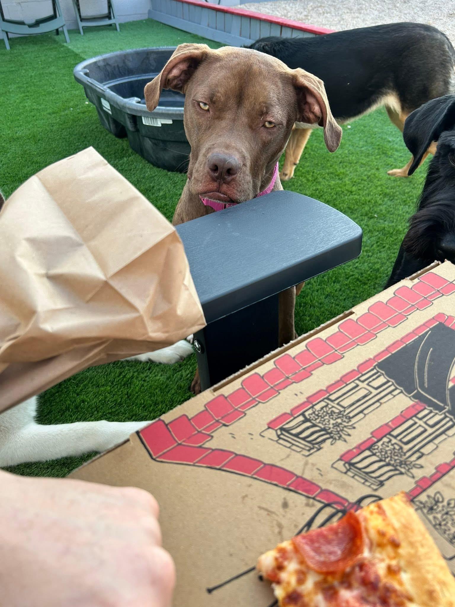 Enlarge Coco, a Adopted mixed breed in Essex, MD image 6/6