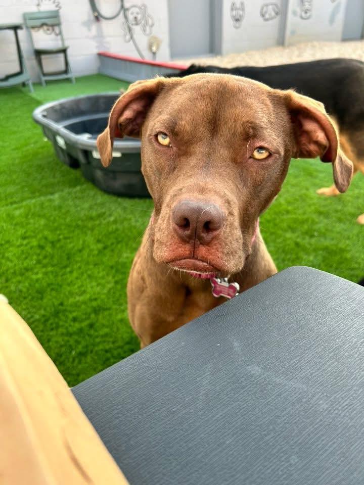 Enlarge Coco, a Adopted mixed breed in Essex, MD image 2/6