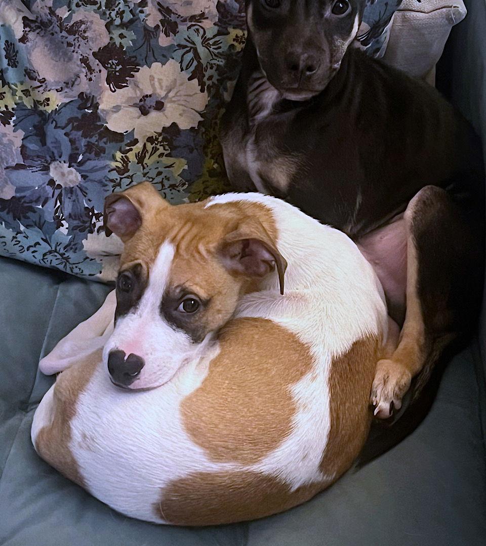 Yogi (GA), Adopted, Young Male Rat Terrier.