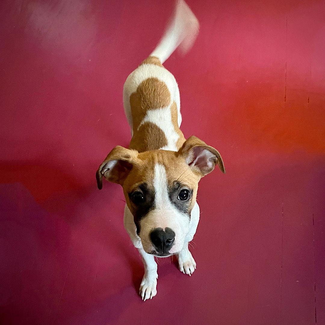 Enlarge Yogi (GA), a Adopted Rat Terrier in Atlanta, GA image 2/3