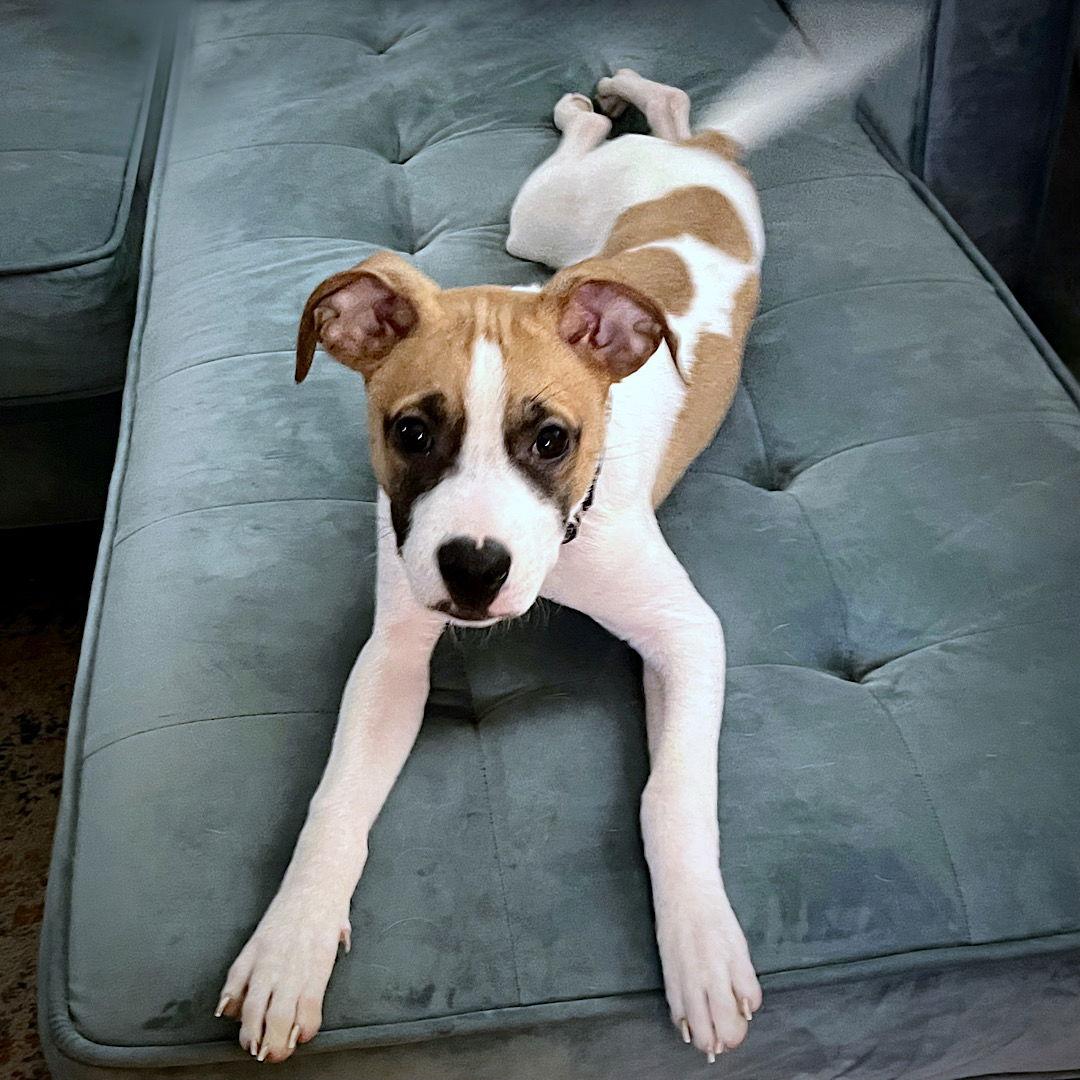 Enlarge Yogi (GA), a Adopted Rat Terrier in Atlanta, GA image 3/3