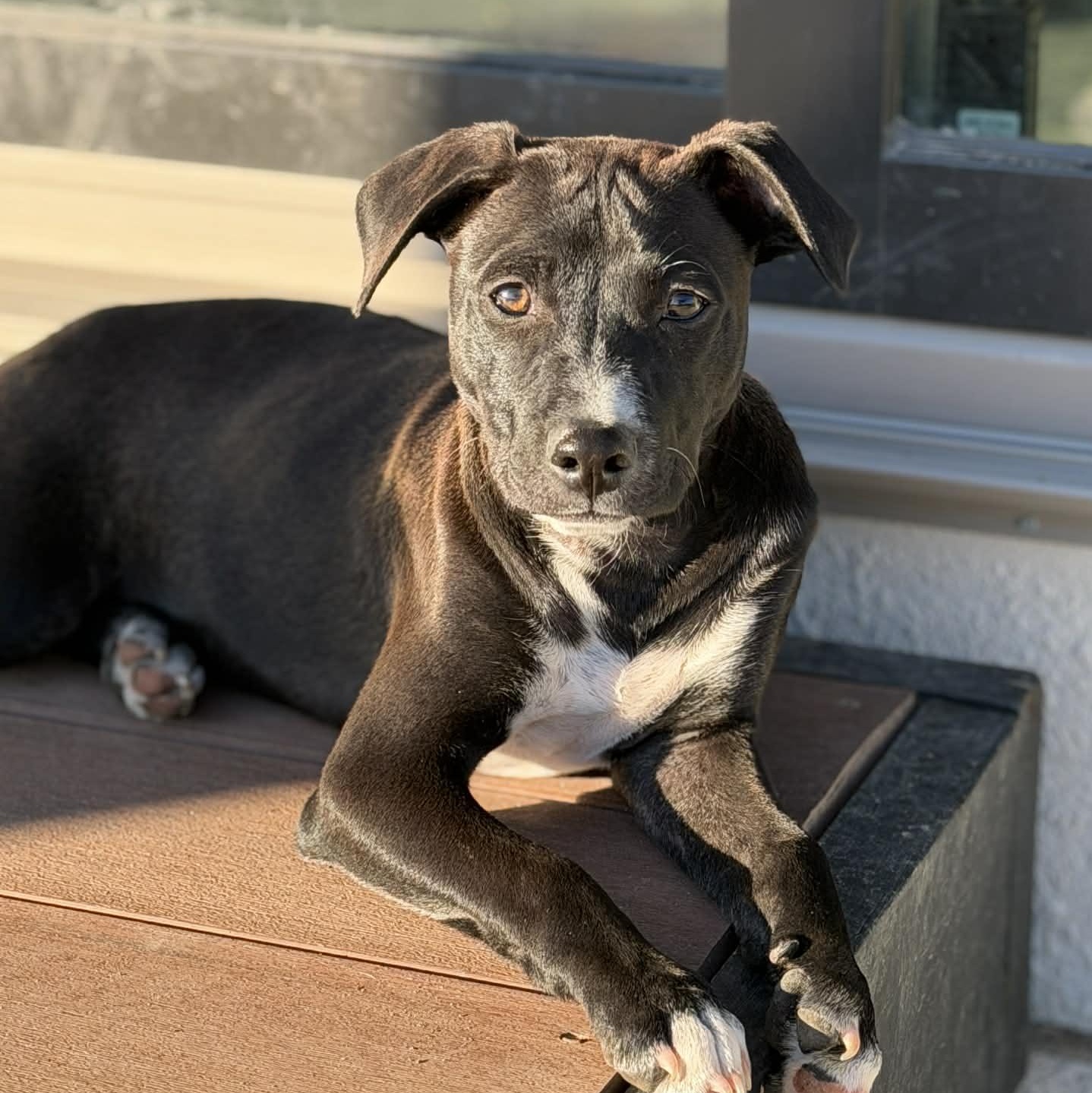 Bruno, a Adoptable mixed breed in Brattleboro , VT image 2/6
