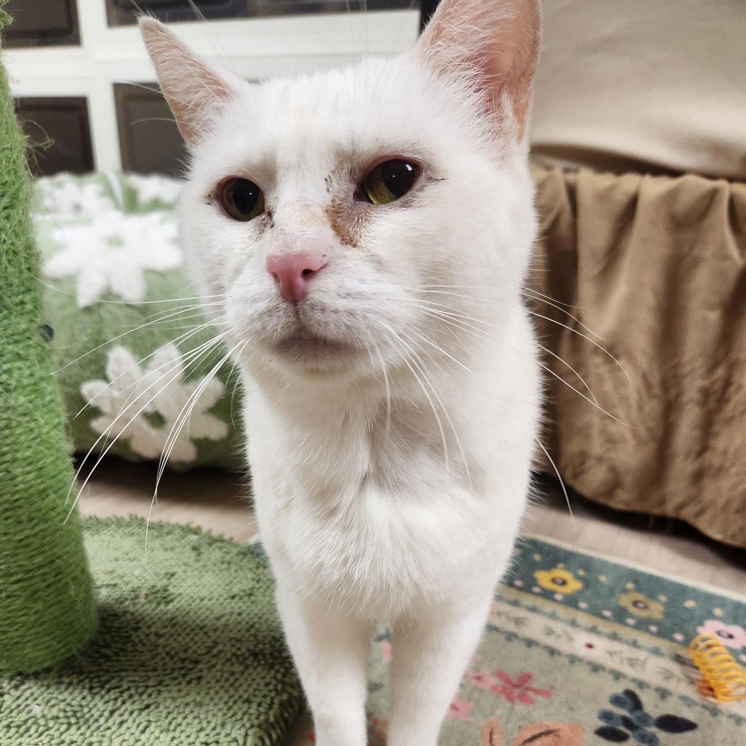 Snow White, Adoptable, Senior Female Domestic Short Hair.