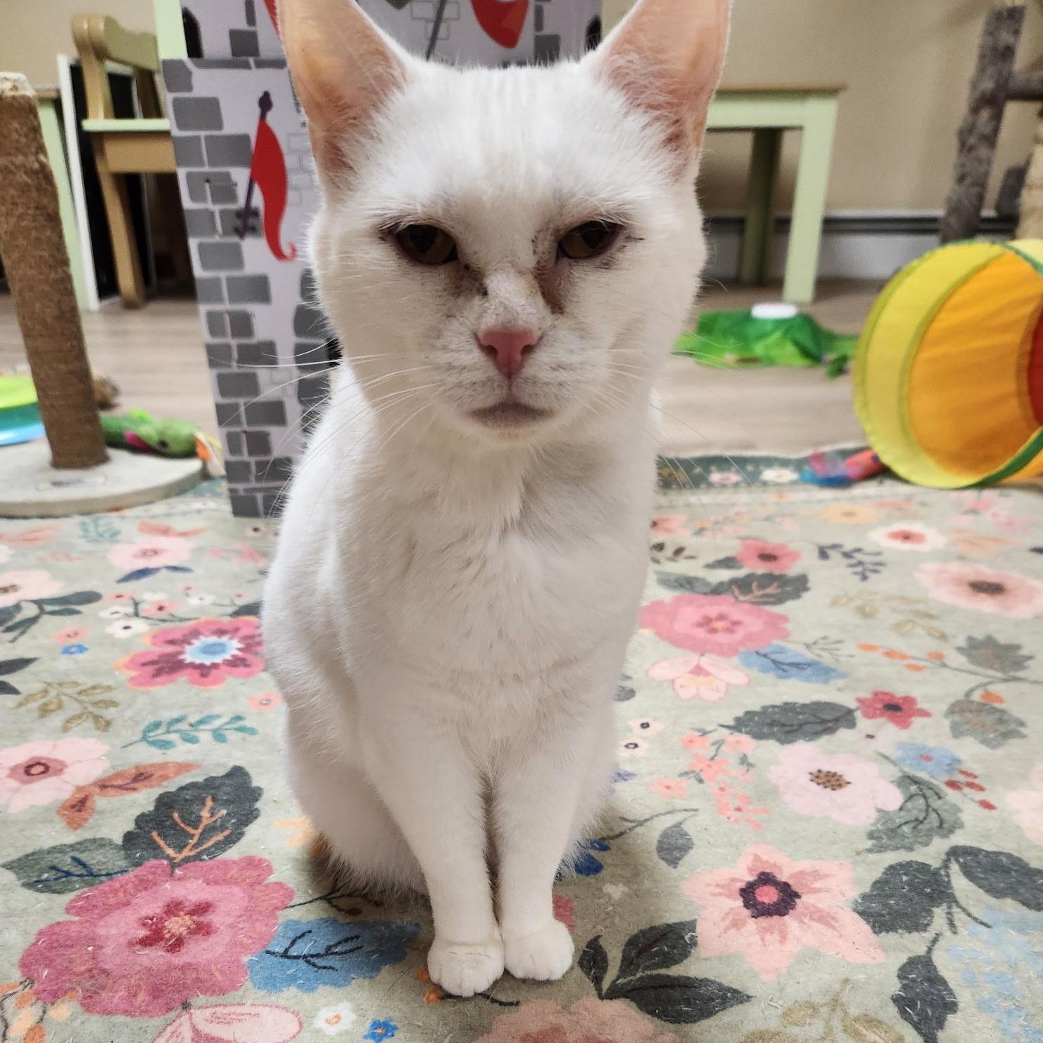 Enlarge Snow White, a Adoptable Domestic Short Hair in Scranton, PA image 5/6