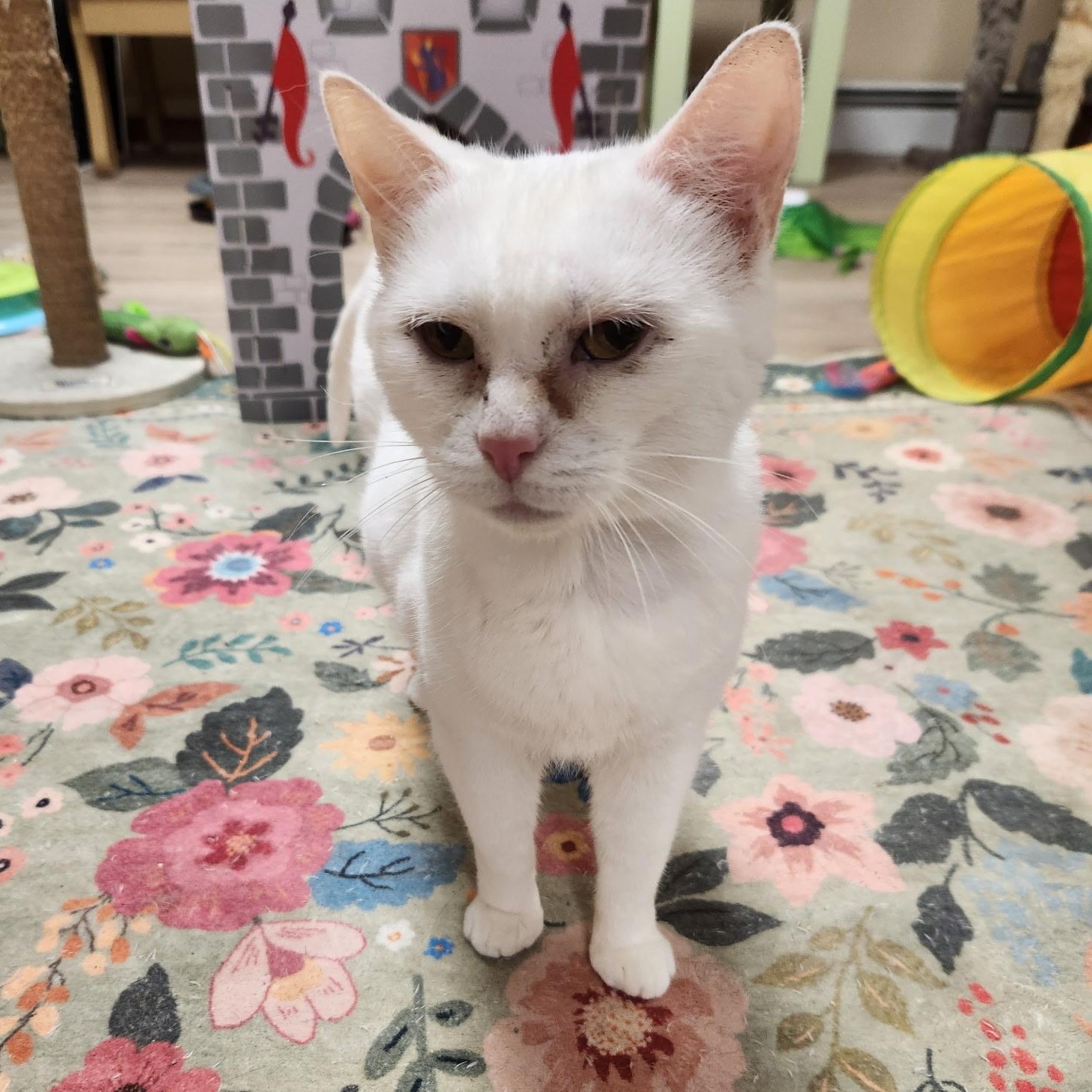 Enlarge Snow White, a Adoptable Domestic Short Hair in Scranton, PA image 6/6