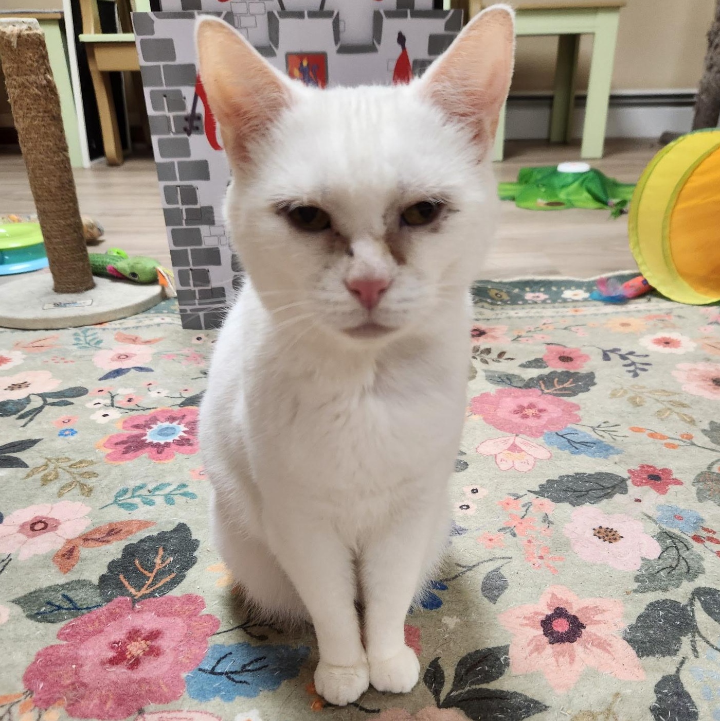 Enlarge Snow White, a Adoptable Domestic Short Hair in Scranton, PA image 1/6