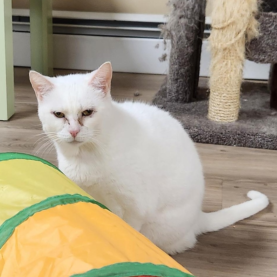 Enlarge Snow White, a Adoptable Domestic Short Hair in Scranton, PA image 2/6