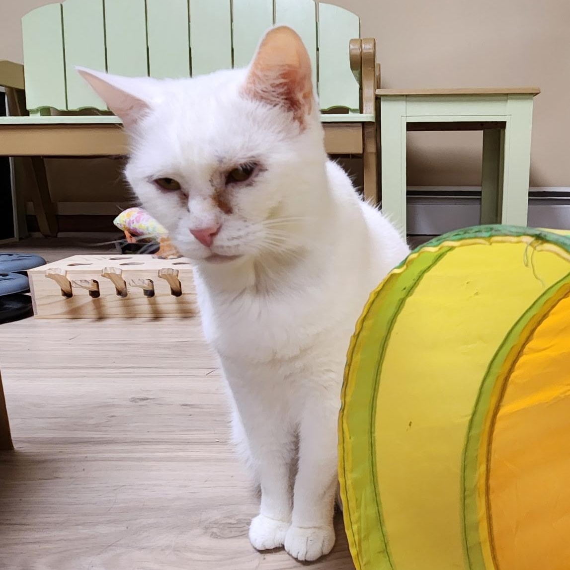 Enlarge Snow White, a Adoptable Domestic Short Hair in Scranton, PA image 3/6