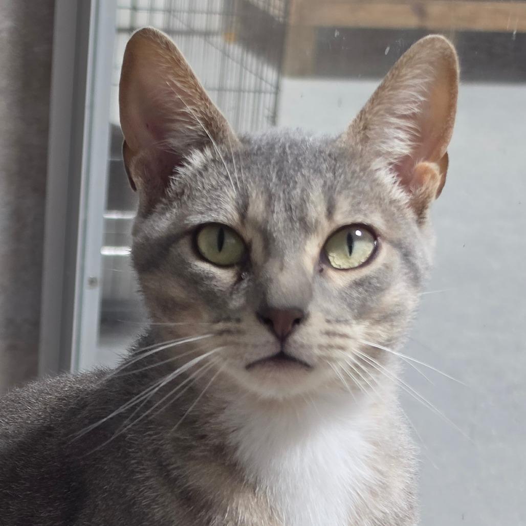 Enlarge Dale, a Adoptable Domestic Short Hair in Grinnell, IA image 2/6