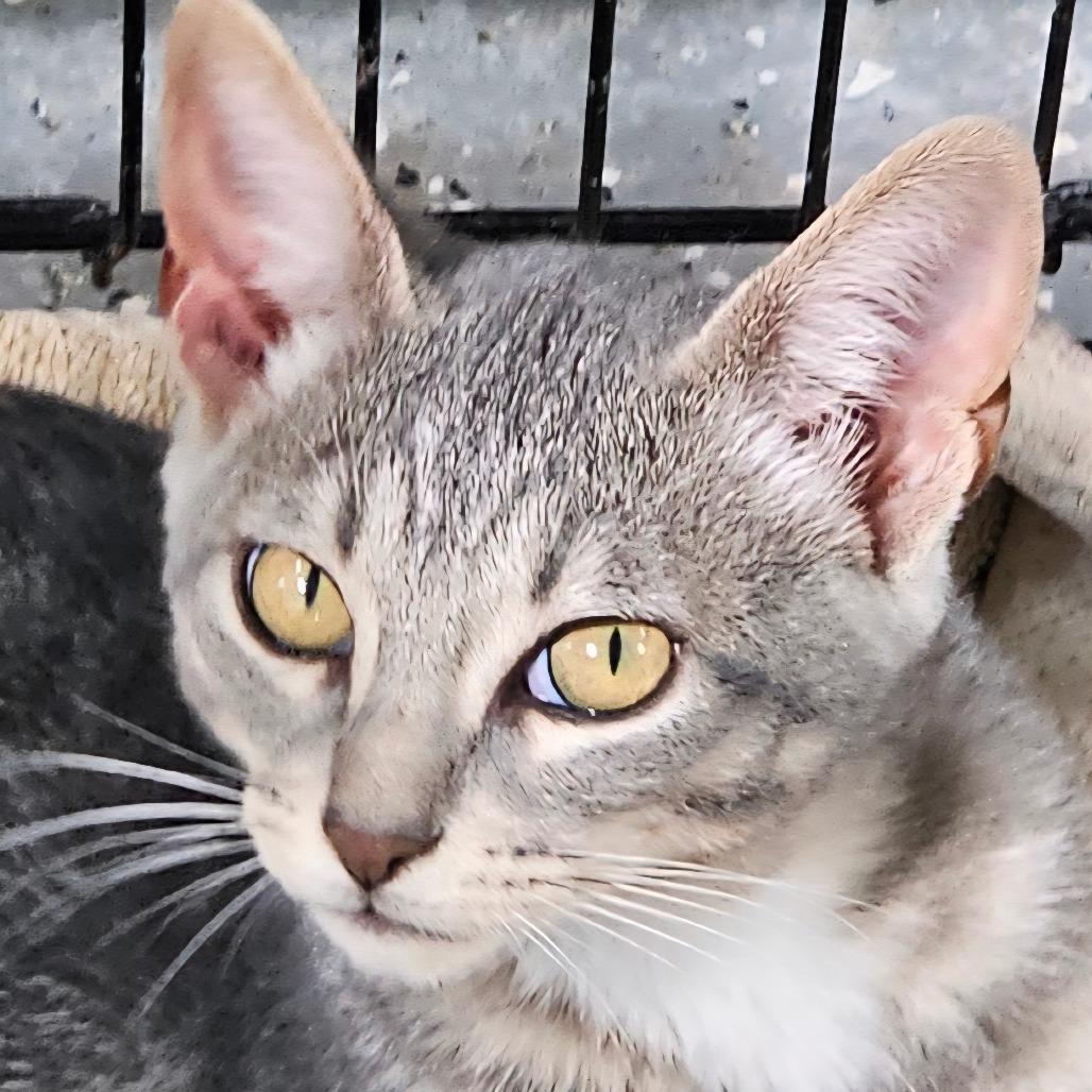 Enlarge Dale, a Adoptable Domestic Short Hair in Grinnell, IA image 2/5