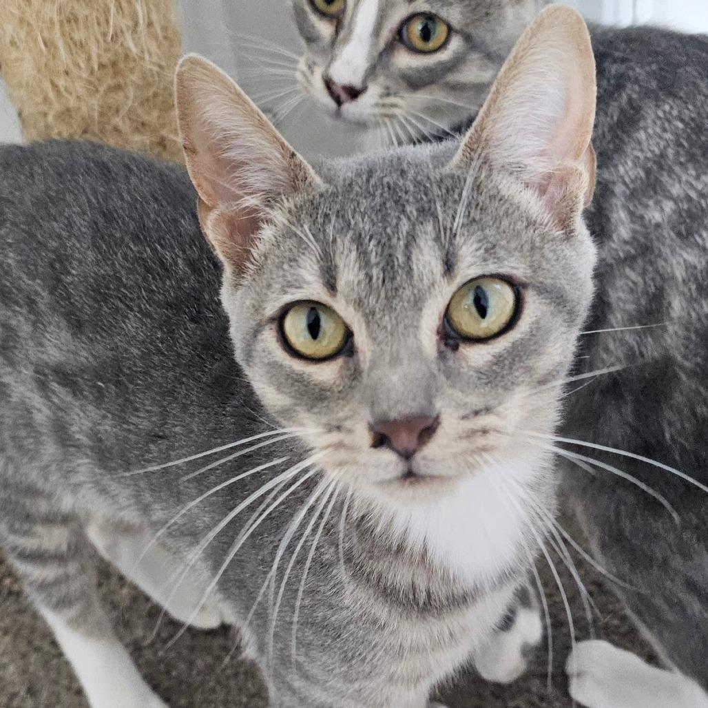 Enlarge Dale, a Adoptable Domestic Short Hair in Grinnell, IA image 3/5