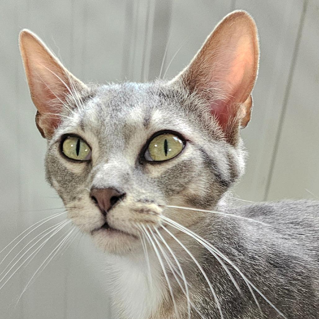 Enlarge Dale, a Adoptable Domestic Short Hair in Grinnell, IA image 4/5