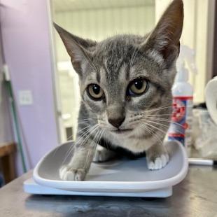 Enlarge Dale, a Adoptable Domestic Short Hair in Grinnell, IA image 5/5