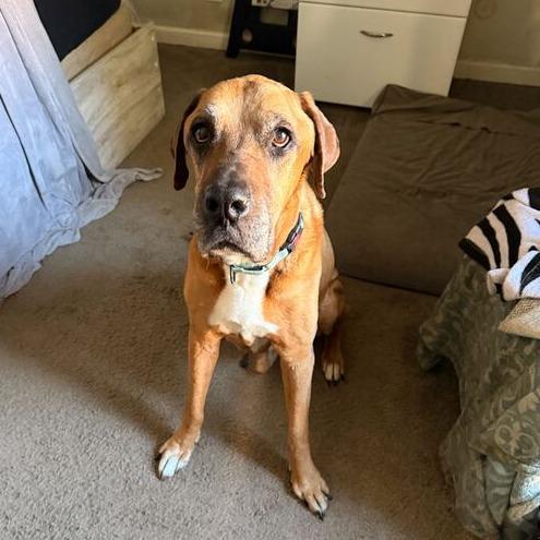 Enlarge Grizzley, a Adoptable mixed breed in Turlock, CA image 1/4