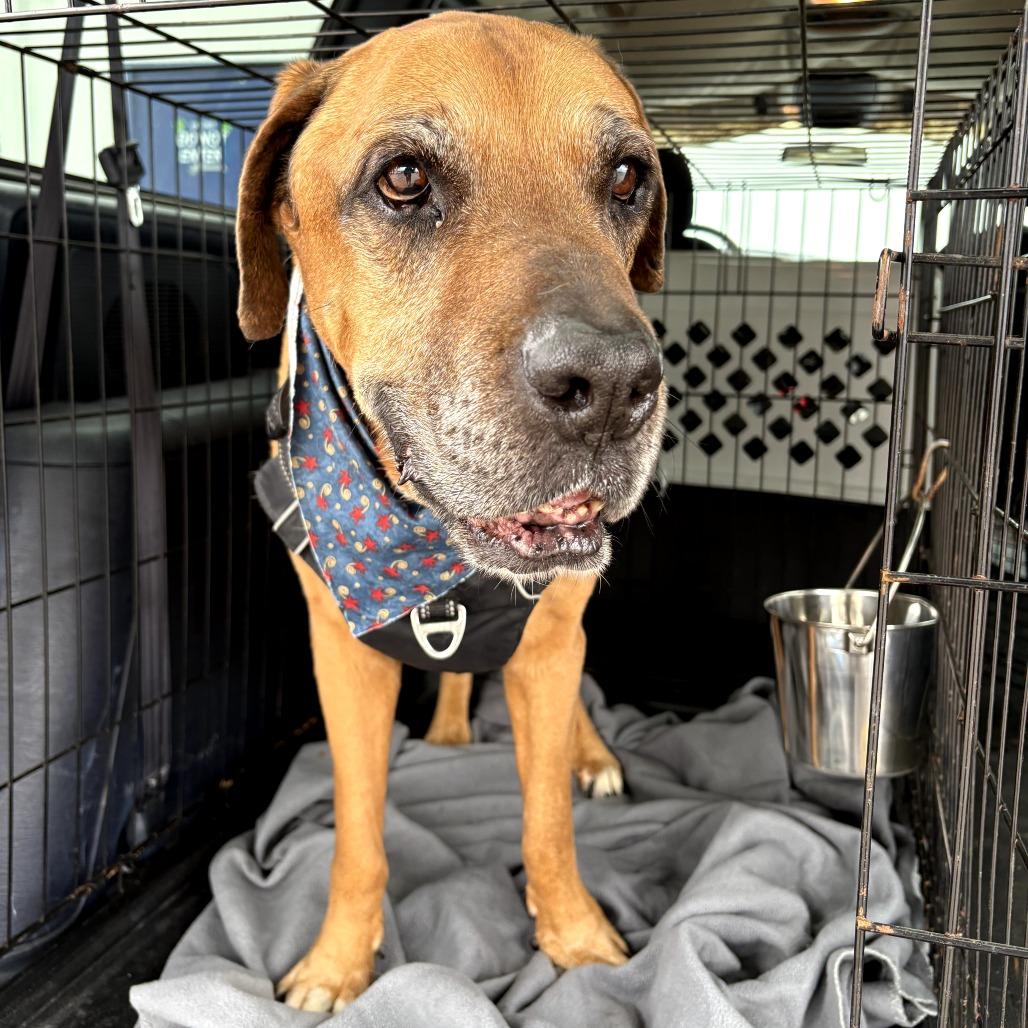 Enlarge Grizzley, a Adoptable mixed breed in Turlock, CA image 2/4