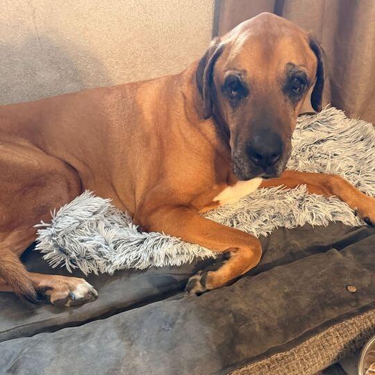 Enlarge Grizzley, a Adoptable mixed breed in Turlock, CA image 4/4