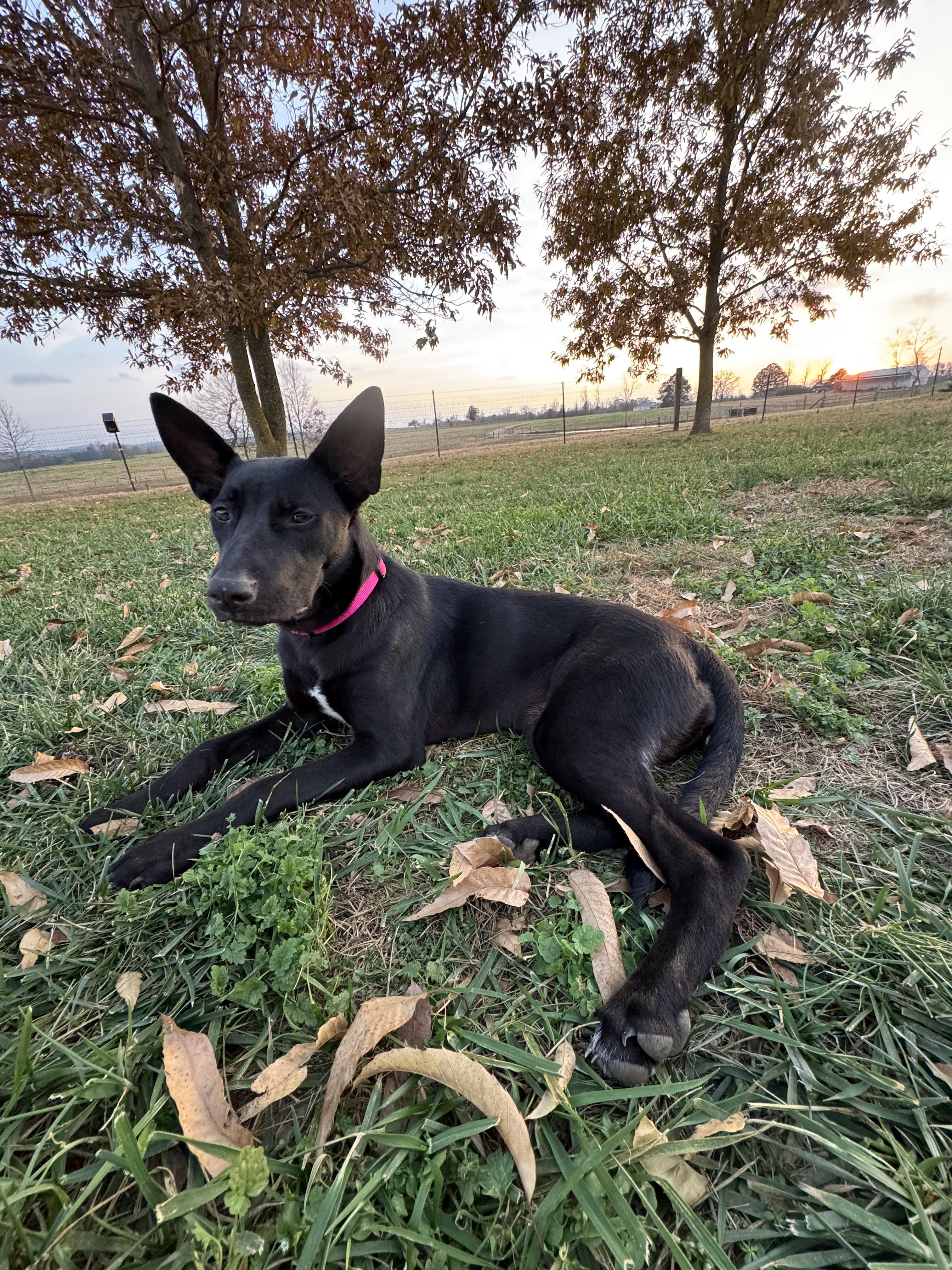 Enlarge Akira, a Adoptable mixed breed in Rome, GA image 1/3