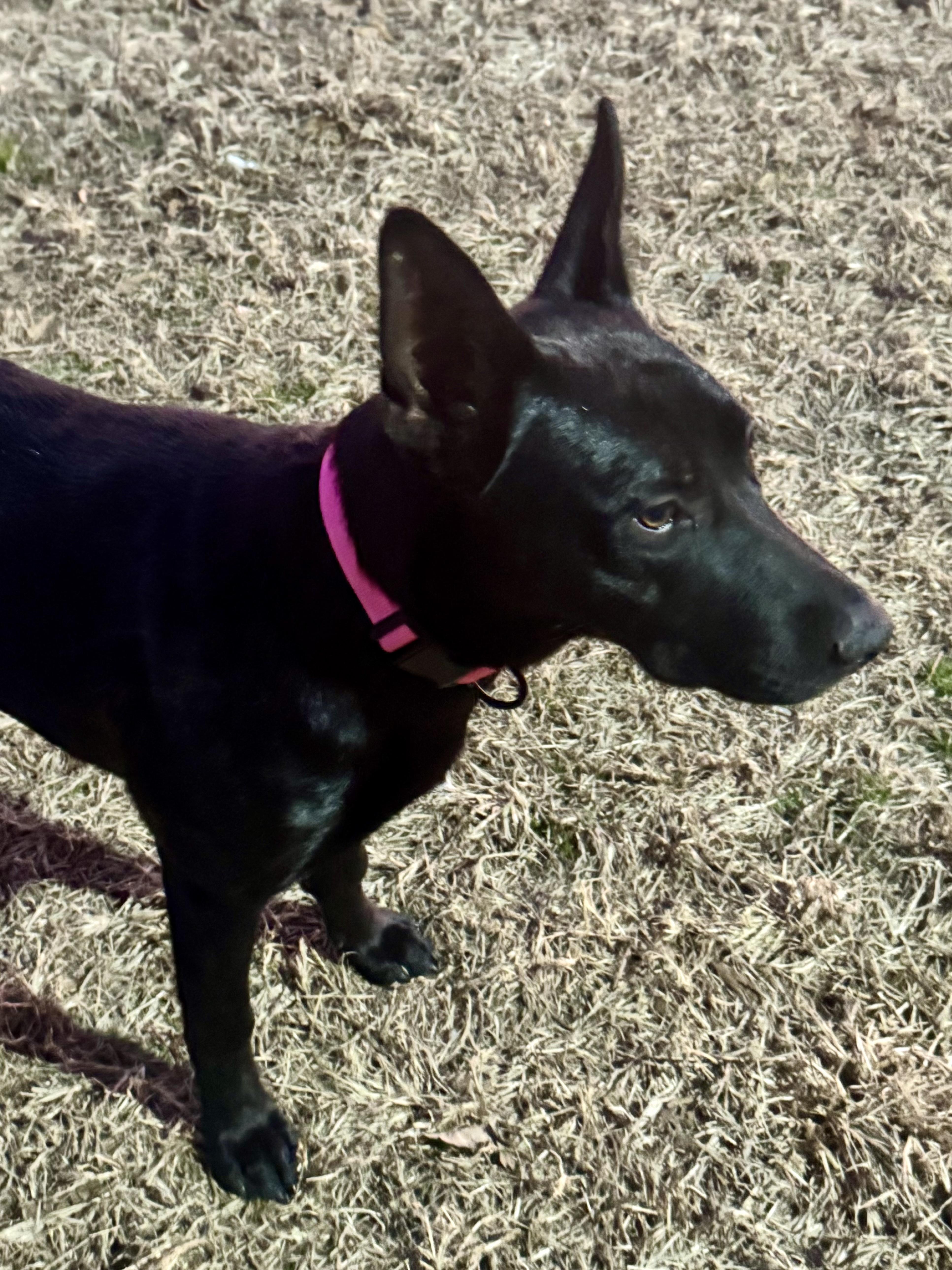 Enlarge Akira, a Adoptable mixed breed in Rome, GA image 3/3