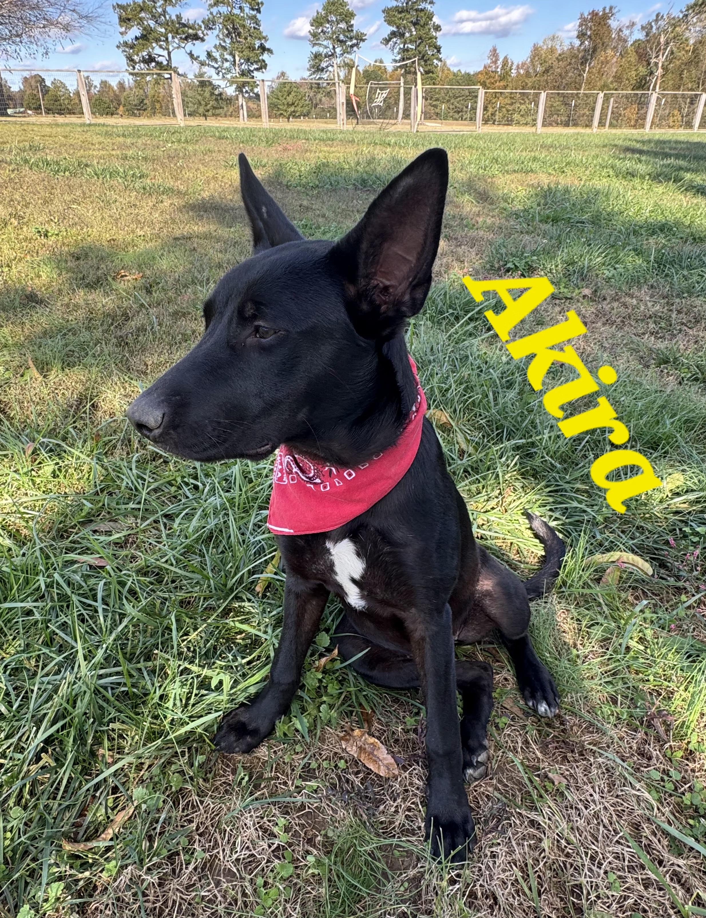 Akira, Adoptable, Young Female German Shepherd Dog & Great Dane.