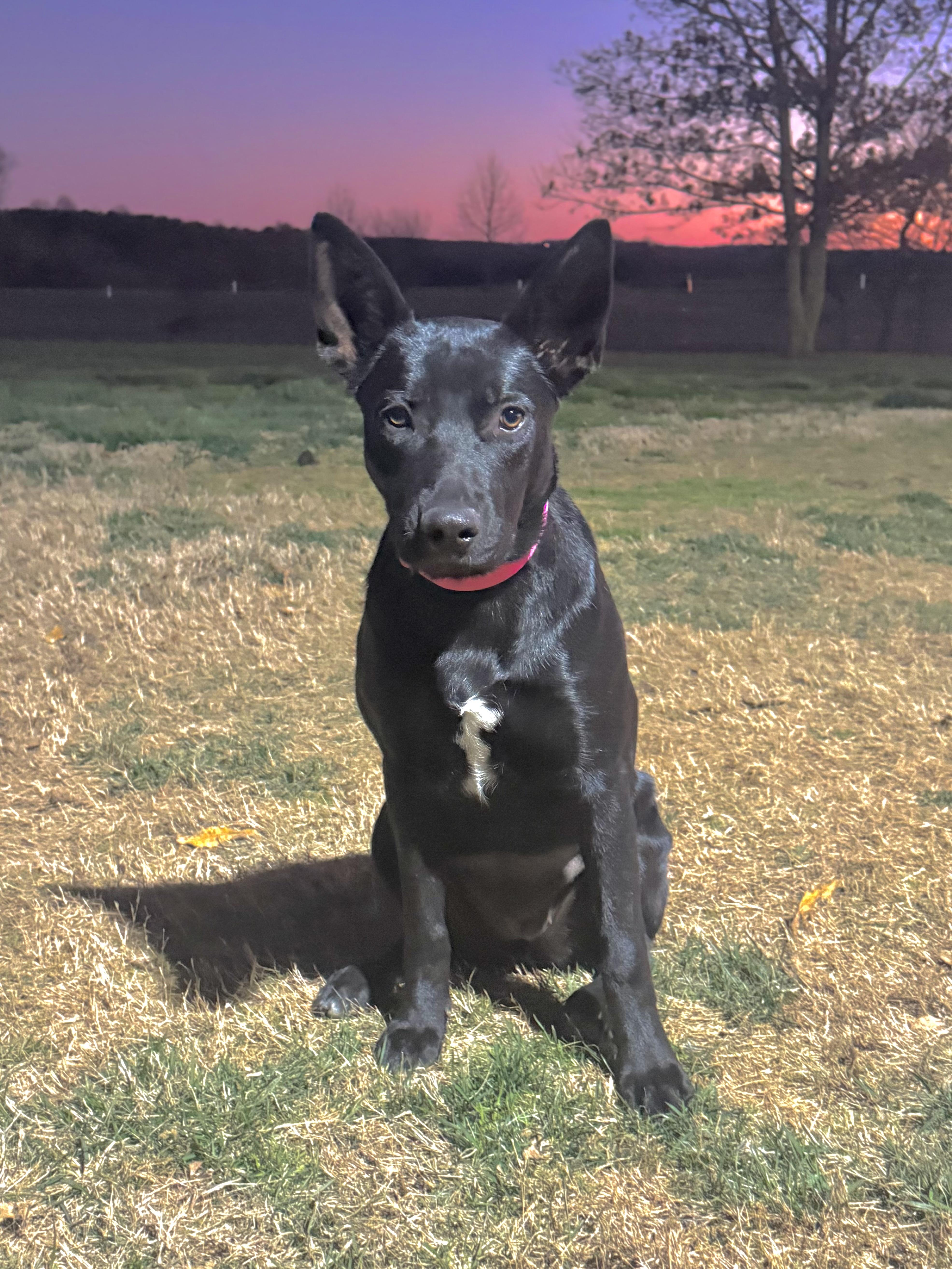 Enlarge Akira, a Adoptable mixed breed in Rome, GA image 1/3