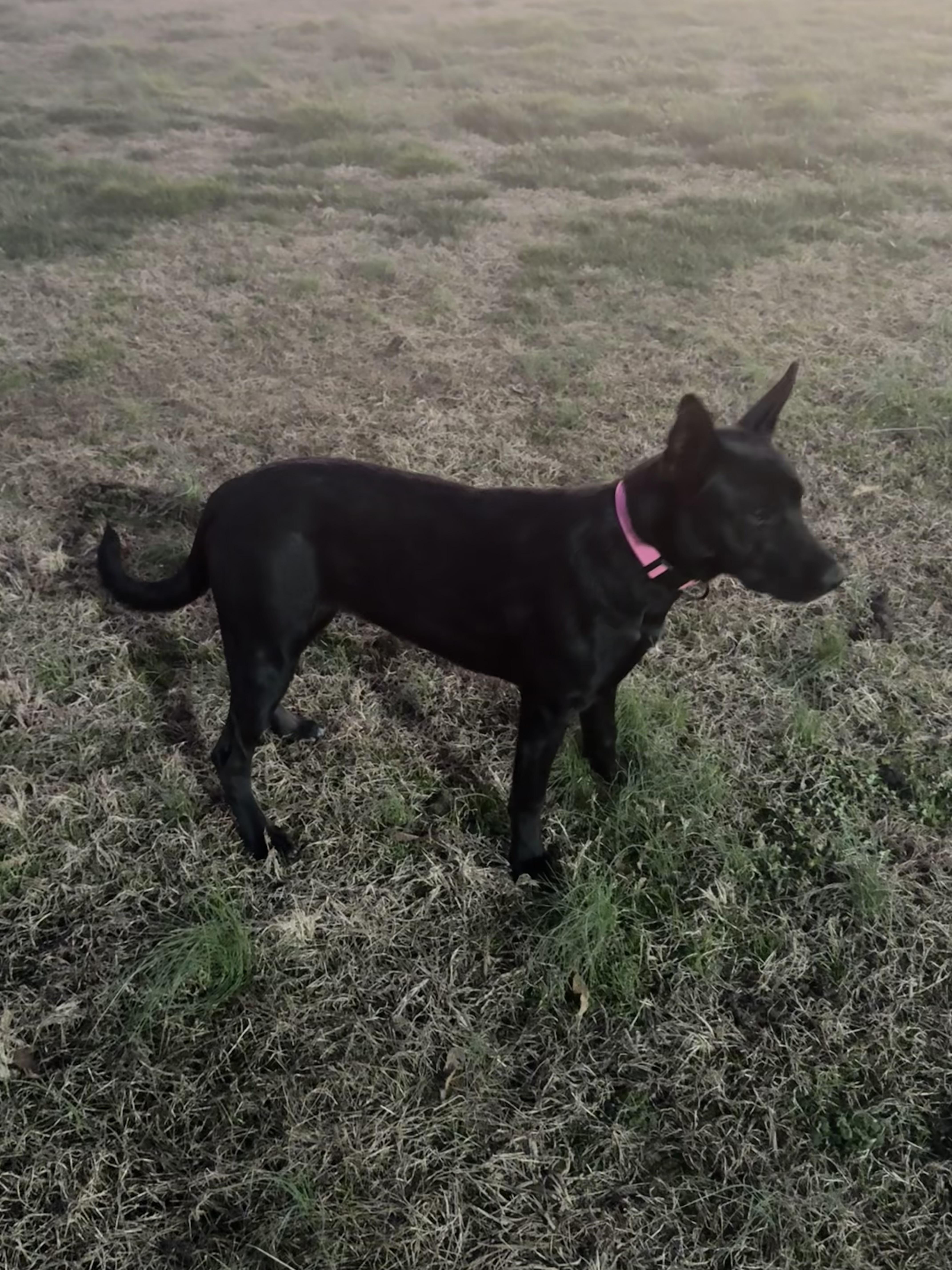 Enlarge Akira, a Adoptable mixed breed in Rome, GA image 2/3