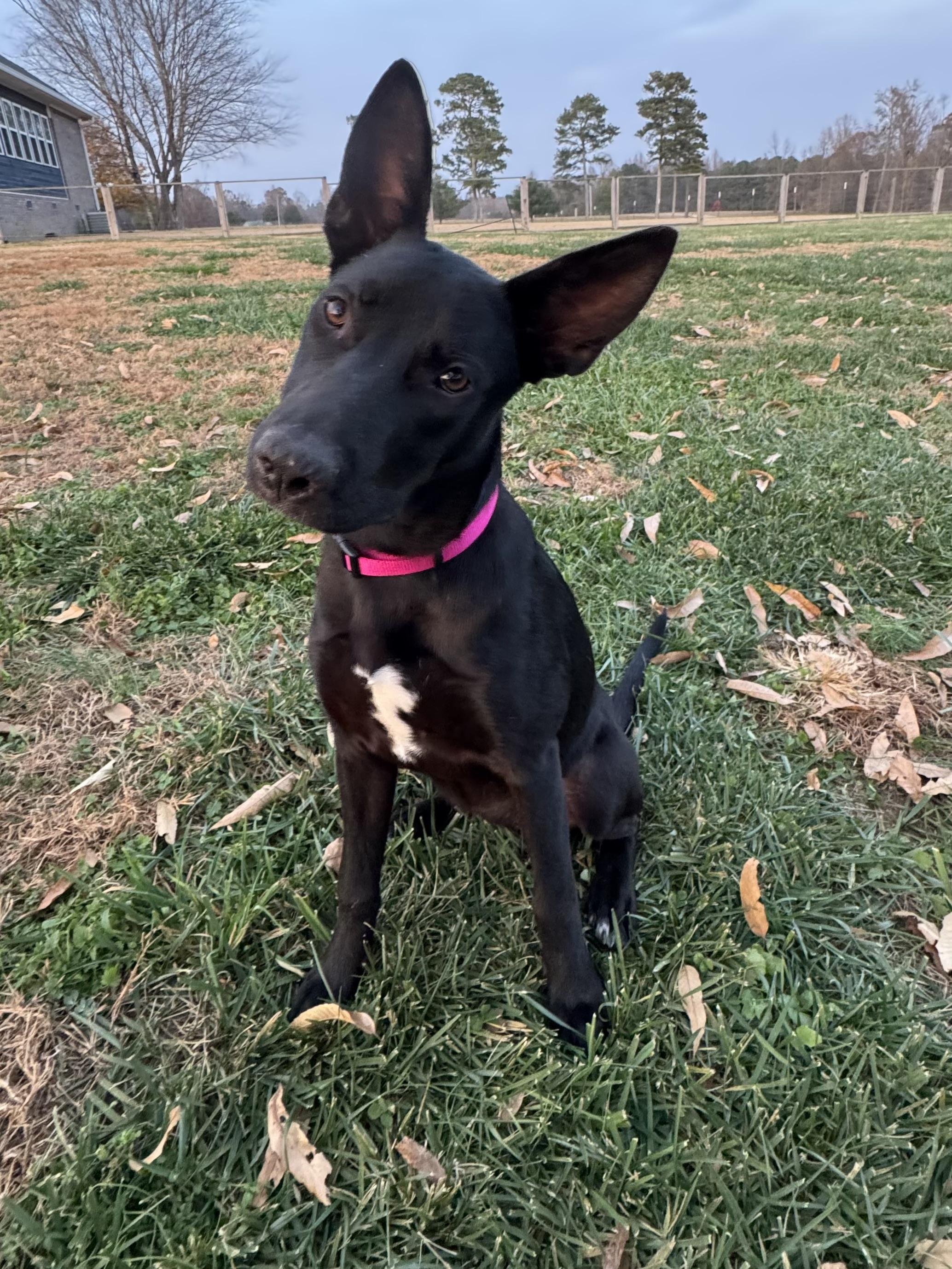 Enlarge Akira, a Adoptable mixed breed in Rome, GA image 3/3