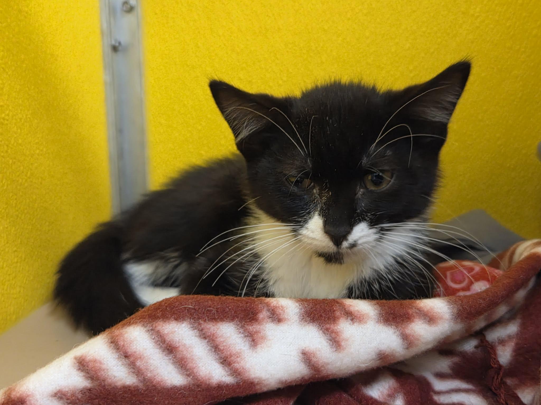 Nori, Adoptable, Kitten Male Domestic Short Hair.