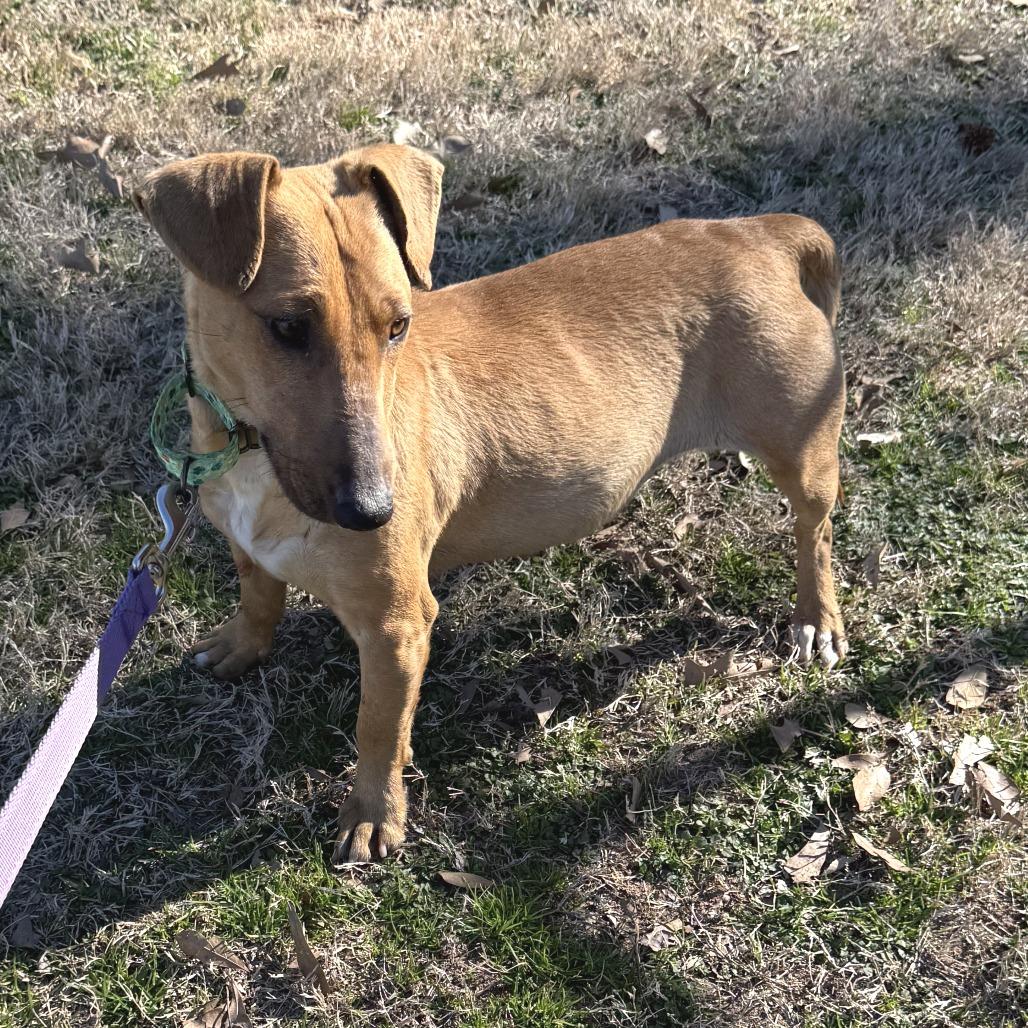 Enlarge (Found) Zula Belle, a Adoptable mixed breed in Cabot, AR image 1/2
