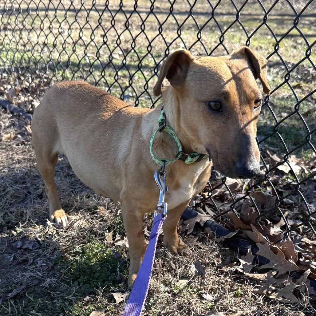 Enlarge (Found) Zula Belle, a Adoptable mixed breed in Cabot, AR image 2/2