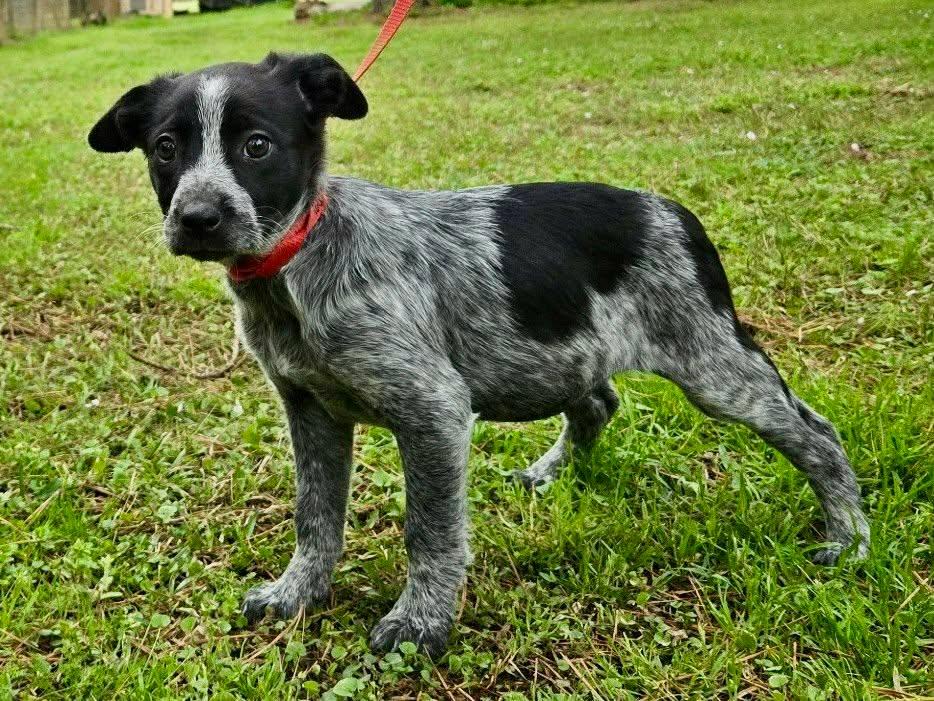 Enlarge Jazzy, an adopted mixed breed in Westport, MA image 2/4