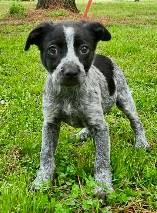 Enlarge Jazzy, an adopted mixed breed in Westport, MA image 4/4